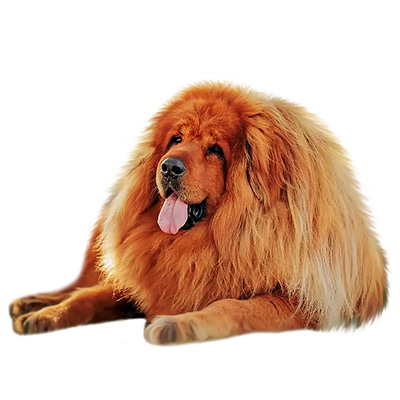 Тибетський мастиф