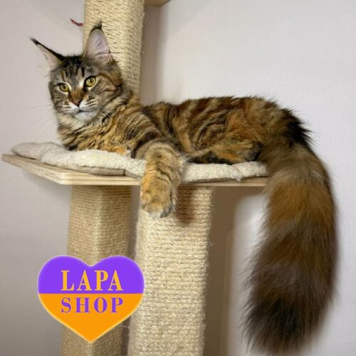 Даяна — черепахово-мраморная кошечка породы мейн-кун