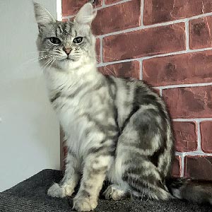 Даяна — черепахово-мармурова кішечка породи мейн-кун mco mom 2