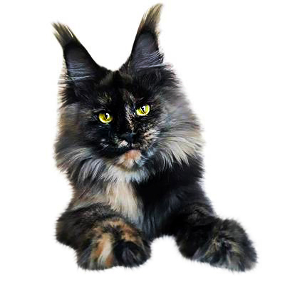 Maine Coon