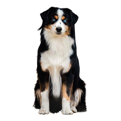 Мініатюрна американська вівчарка