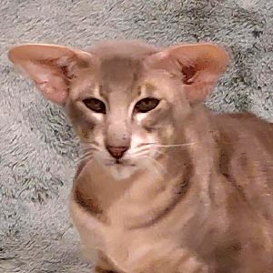 Очаровательный ориентал Олвис ori dad