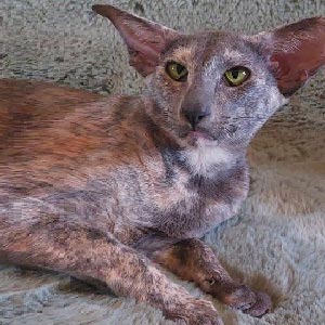 Очаровательный ориентал Олвис ori mom 1