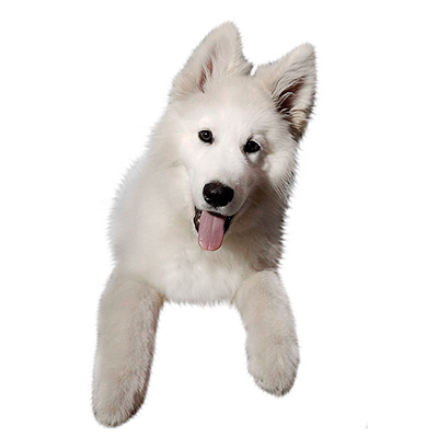 Біла швейцарська вівчарка