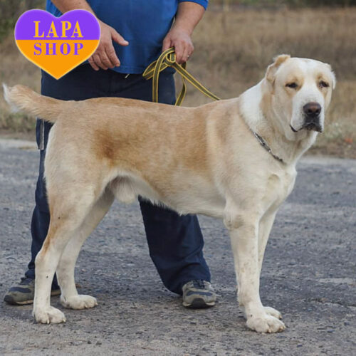 Best Junior of Central Asian Shepherd Dog Pers