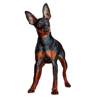 Мініатюрний пінчер (цвергпінчер)