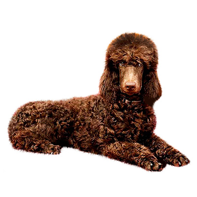 Poodle