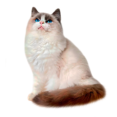 Котята рэгдолл