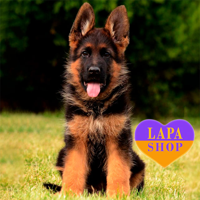 Puppy Expenses German Shepherd Pet Dog Price Shepherd Price In Buy