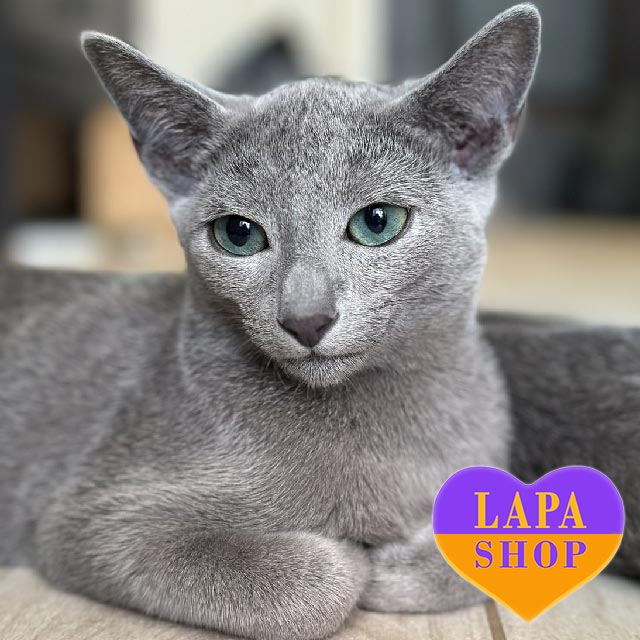 Russian Blue Handsome Kitten With Gorgeous Eyes Paradise