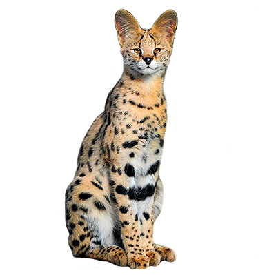 serval