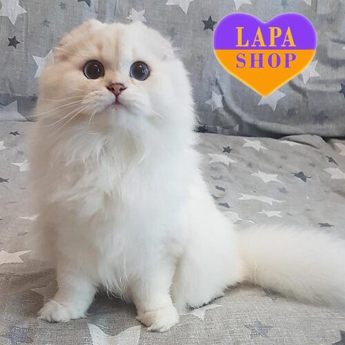 Scottish Longhaire Fold Kitty in a Silver Fur Coat X-Lady