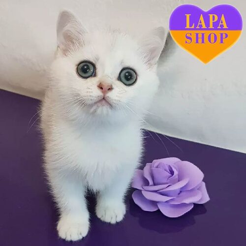 Шотландский красавчик Айкон