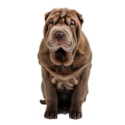 Shar-Pei