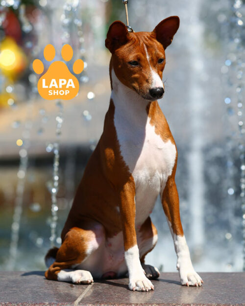 тигрово-білий басенджі