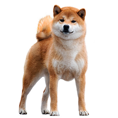Shiba Inu