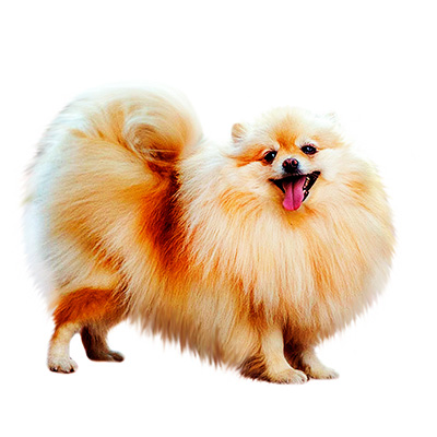 Pomeranian