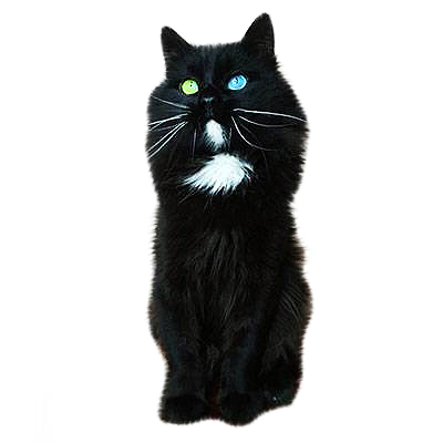 Котята топаз