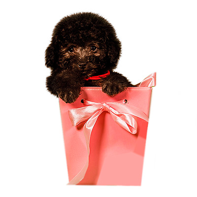 Той пудель (тикап)