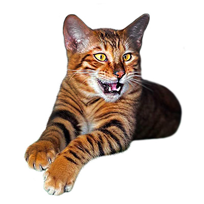 Котята тойгер