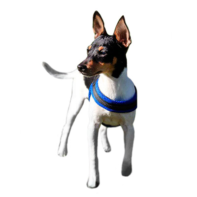 Американський той-фокстер'єр