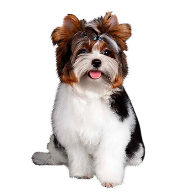 Бівер-йоркшир тер'єр