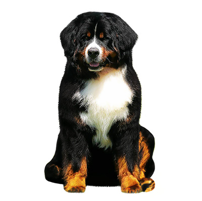 Бернський зенненхунд