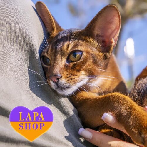 Very Smart and Kind Abyssinian Ruddy Kitten — He is Your Future Favorite