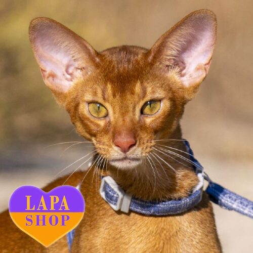 Bright Abyssinian Kitten