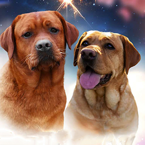 Apollo — щенок породы лабрадор-ретривер amur parents