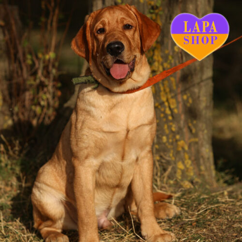 Apollo — щенок породы лабрадор-ретривер