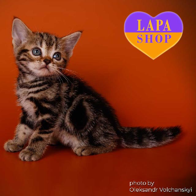 Tabby Cat Brazilian Shorthair Price Tabby Brazilian Shorthair
