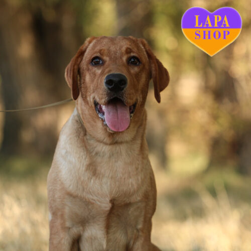 Палевая красавица Aurora породы лабрадор-ретривер