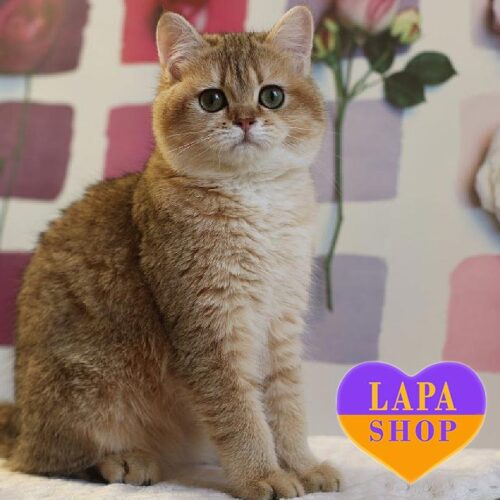 Bulochka is British Beauty in a Golden Fur Coat