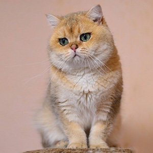 Очаровательный британский котенок золотого окраса Карат bri dad 1