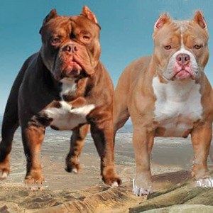 Веселий американський буллі Мені bulli parents