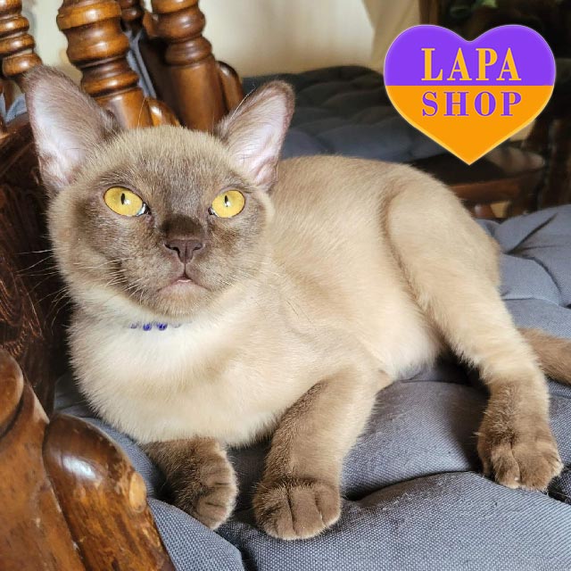 Siamese Cat Price Burmese Cat Malaysia Cute American Burmese