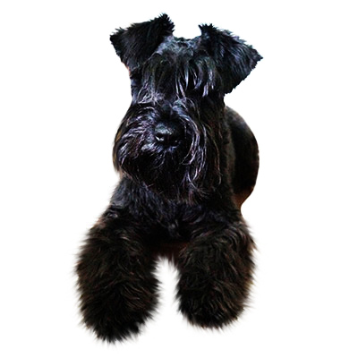 Цвергшнауцер (міні-шнауцер)