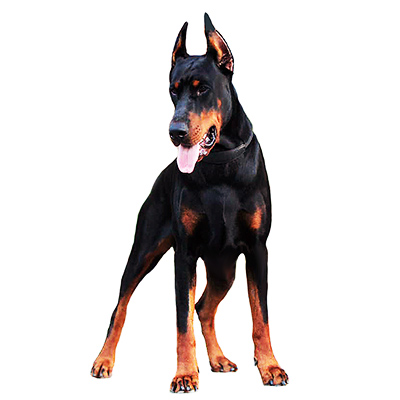 Dobermann