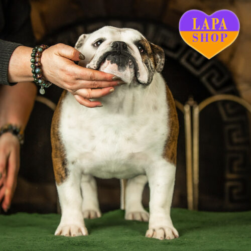 Бело-палевая красавица породы английский бульдог Holly Molly