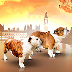 White and Fawn Pretty English Bulldog Holly Molly holly molly par 1