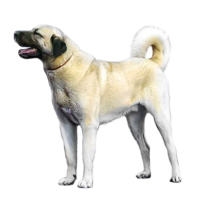 Турецький кангал (Анатолійська вівчарка)