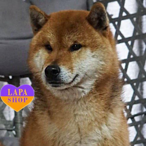 Red Shiba Inu Boy Katashi