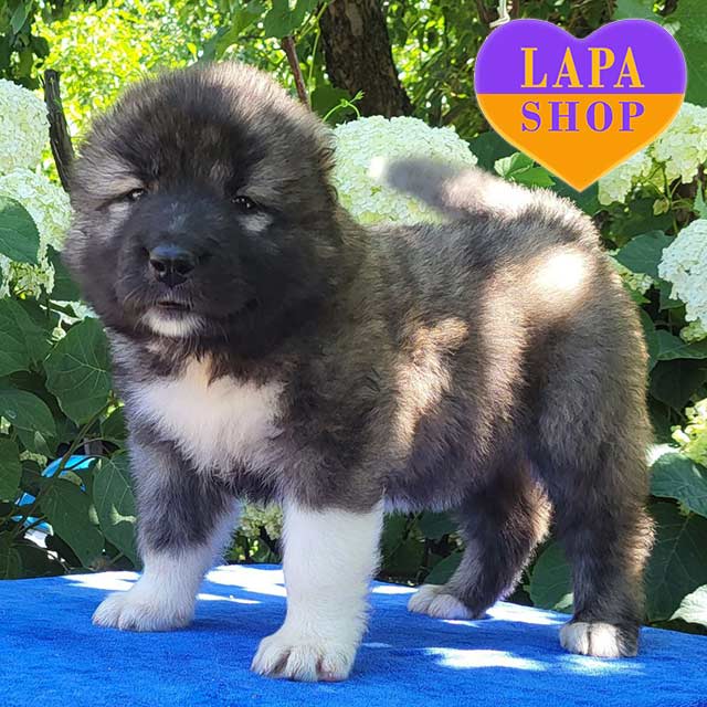 Shepherd Dogs Caucasian Shepherd Family Kennel Little Cute