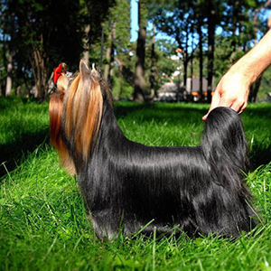 Mini girl Yorkshire Terrier Lucy lucky mom