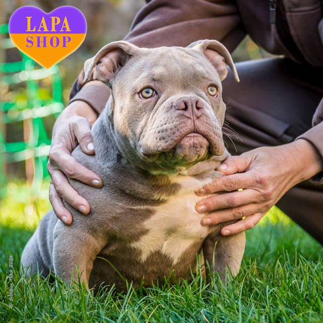 Philippines Lilac Tri English Bulldog For Sale Cheerful American