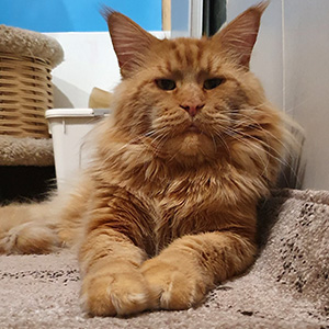 Игривый и очень ласковый мейн-кун в элегантной черной шубке с белым медальоном Zephyr mco dad