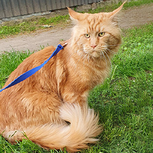 Игривый и очень ласковый мейн-кун в элегантной черной шубке с белым медальоном Zephyr mco dad1