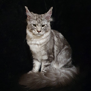 Игривый и очень ласковый мейн-кун в элегантной черной шубке с белым медальоном Zephyr mco mom