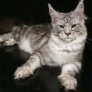 Игривый и очень ласковый мейн-кун в элегантной черной шубке с белым медальоном Zephyr mco mom1